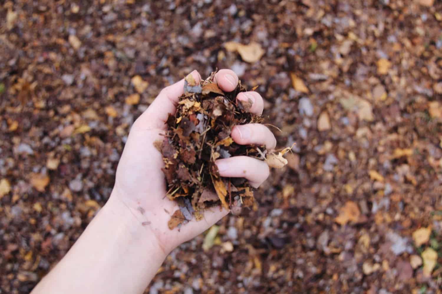 Shredded leaves as organic garden mulch | home for the harvest
