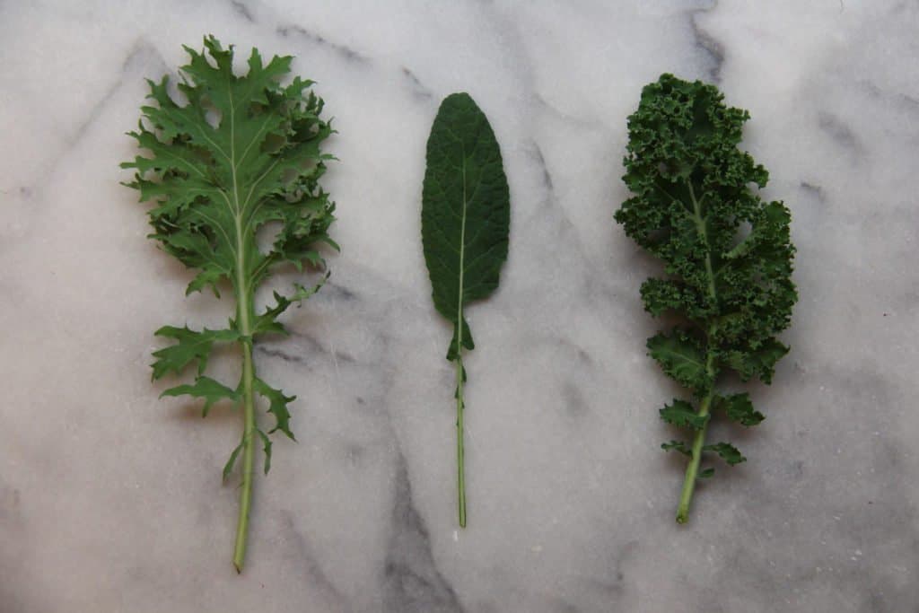 Different types of organic kale | home for the harvest gardening blog