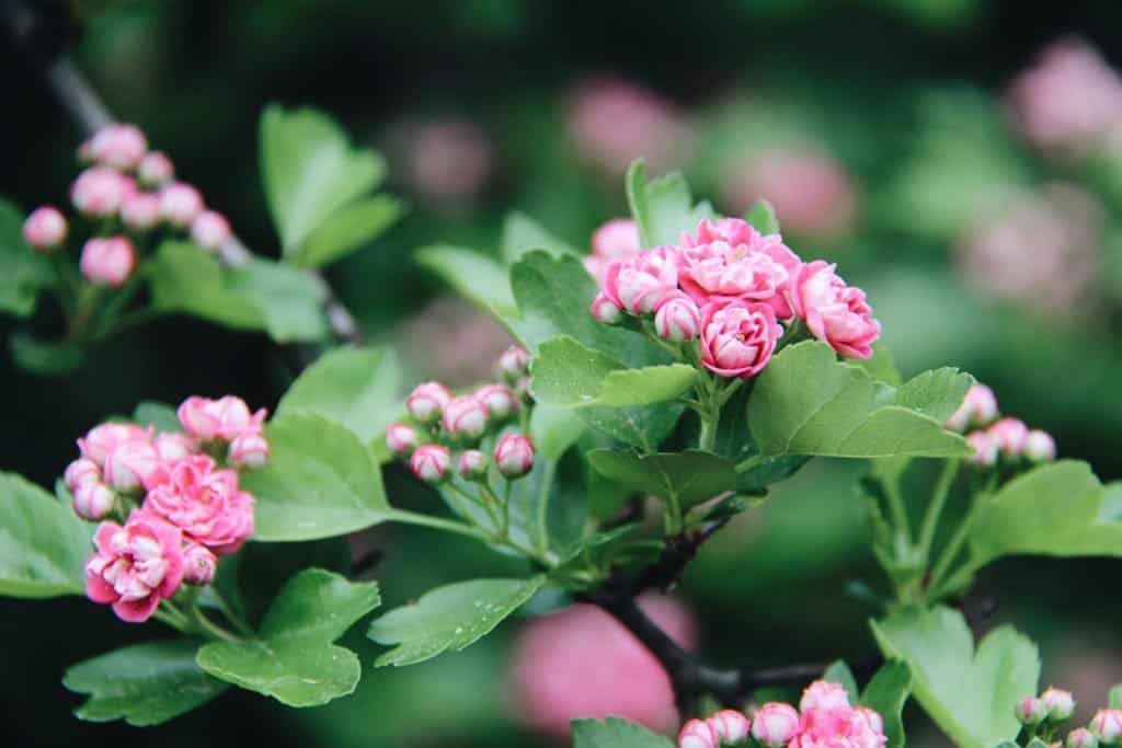 Hawthorn flower blossoms - home for the harvest gardening blog