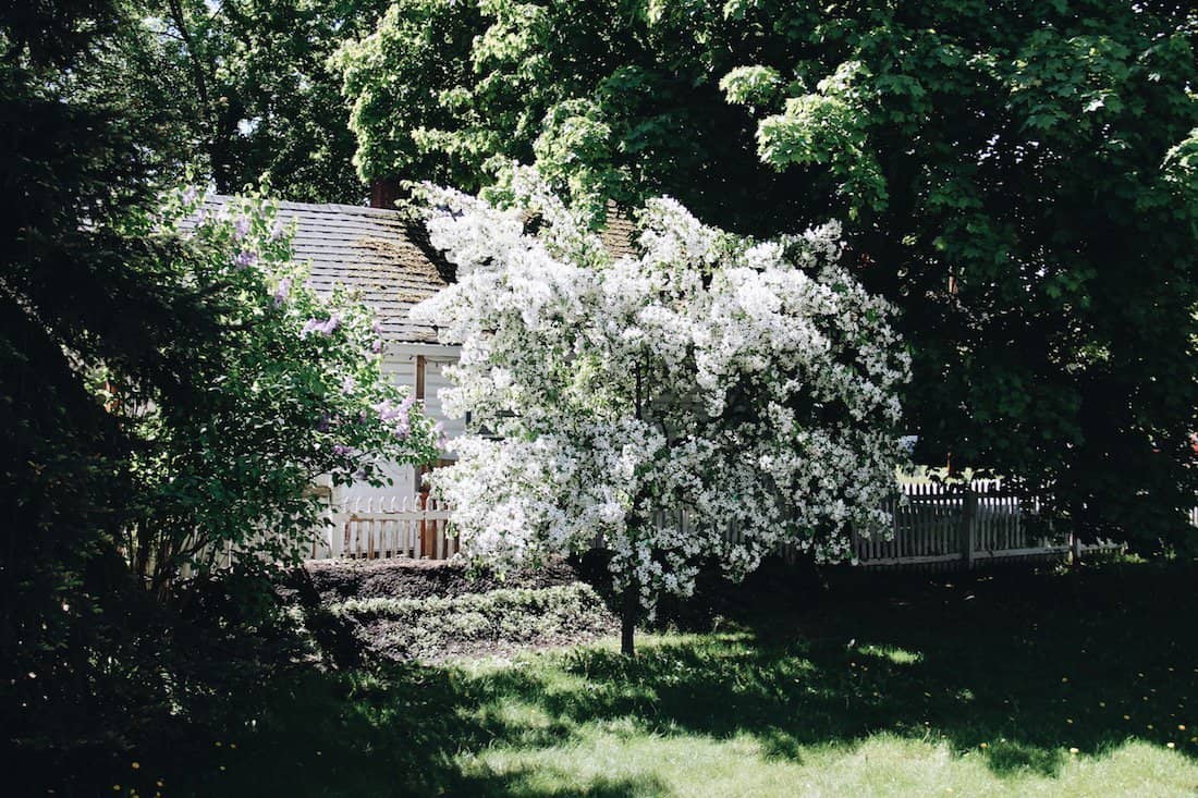 Crabapple tree in blossom | home for the harvest gardening blog