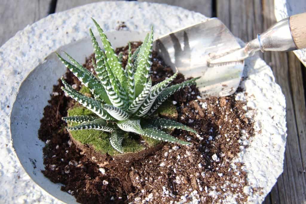 Green aloe zebra cactus being placed in bowl as a gardener learns how to make a succulent terrarium