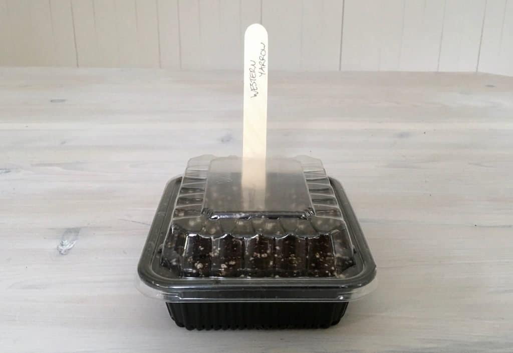 Seed starting guide: frugal tips for growing seedlings affordably | home for the harvestseed starting guide: frugal tips for growing seedlings affordably | home for the harvest