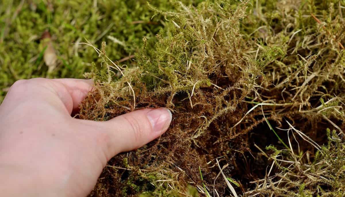 Collect your own wild moss for kokedama moss ball string gardens. Here's how to make diy kokedama with your own collected moss #moss #kokedama #foraging #mossball