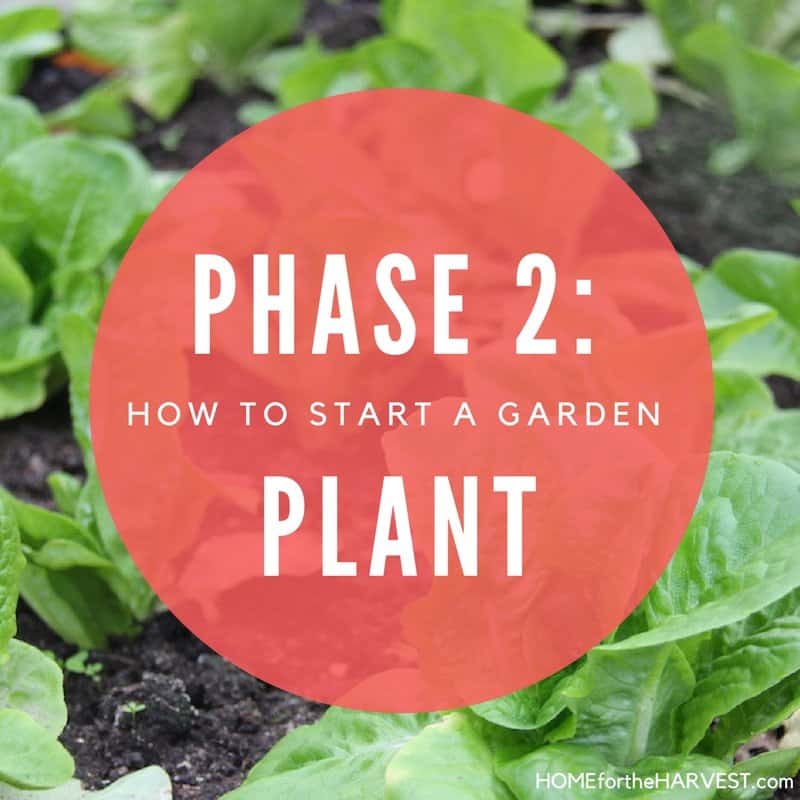 Phase 2: plant the garden - how to start a garden | home for the harvest