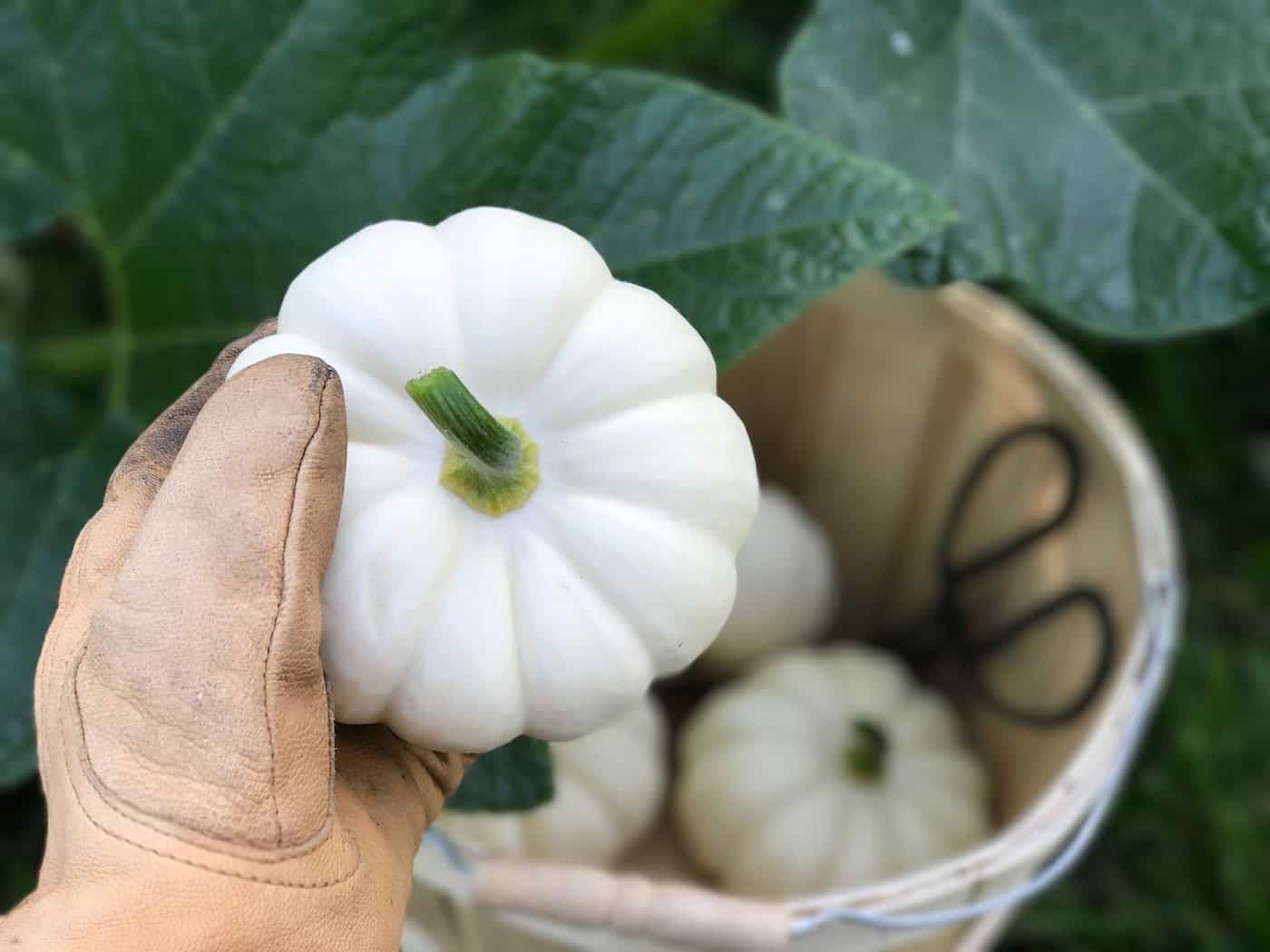 Pumpkins are easy to grow with the right instructions! Here's how to grow organic pumpkins - everything you need to know | home for the harvest #pumpkin #pumpkins #organicpumpkin #organicpumpkins #growpumpkins #howtogrowpumpkins #organicgardening #homefortheharvest