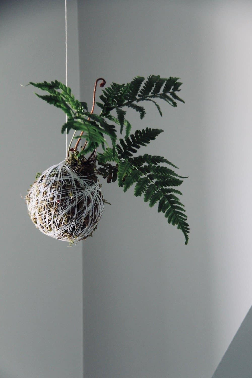 So making this fern kokedama this weekend! I love hanging string gardens and this is perfect for my ensuite bathroom #houseplants #stringgardens #kokedama #bathroomplants