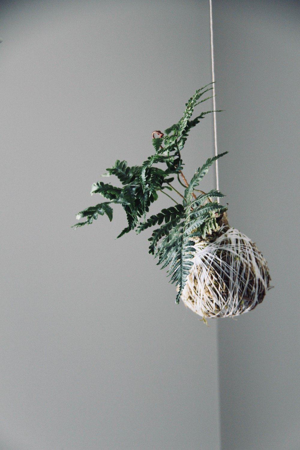 I gasped when i saw the end result! This kokedama moss ball string garden is an easy way to bring greenery into your home year-round. Check out this kokedama tutorial for the diy details #kokedama #mossball #stringgarden #moss