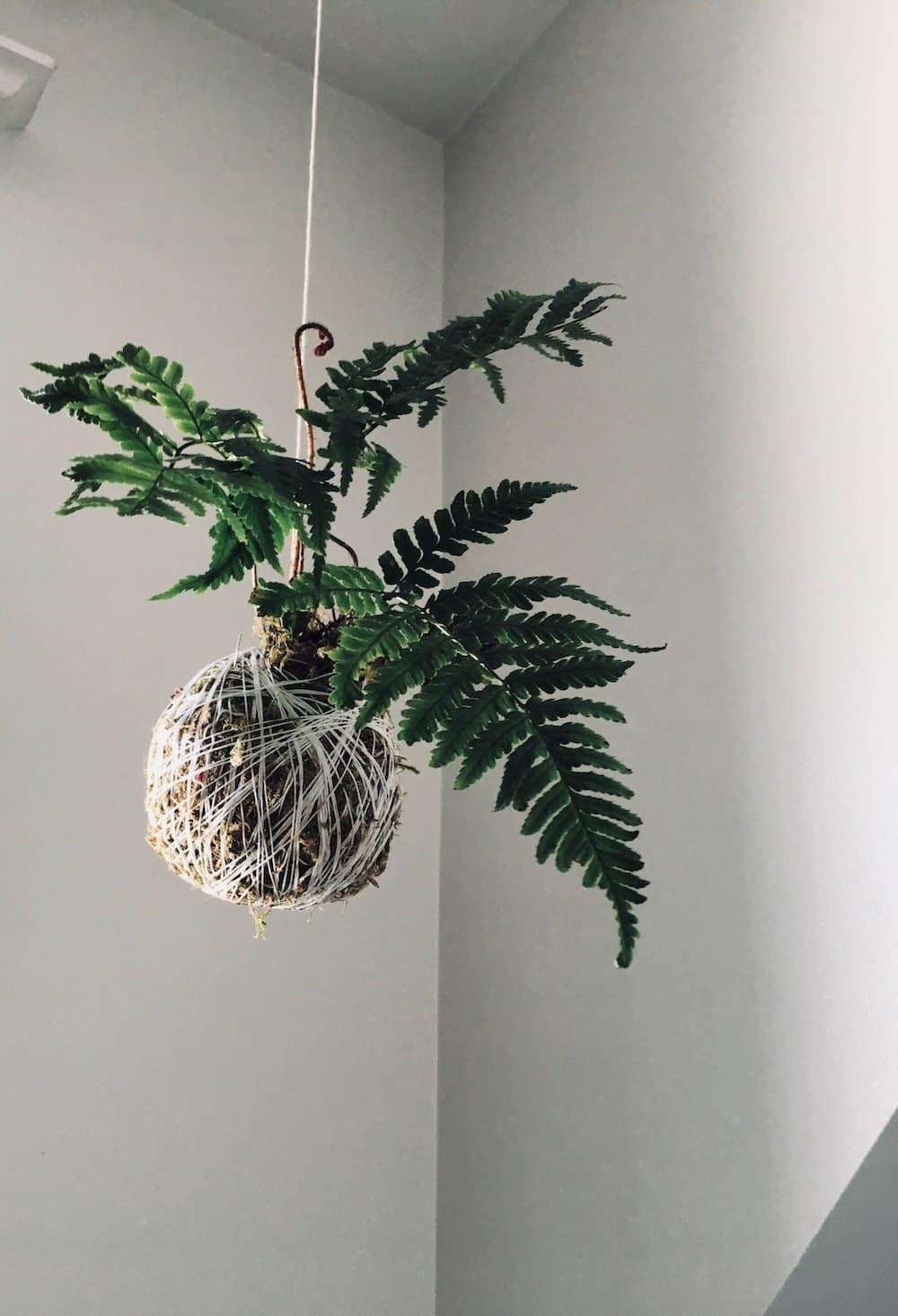 I gasped when i saw the end result! This kokedama moss ball string garden is an easy way to bring greenery into your home year-round. Check out this kokedama tutorial for the diy details #kokedama #mossball #stringgarden #moss
