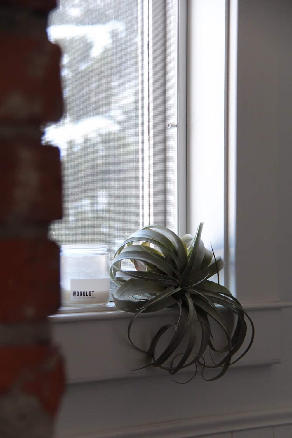 Green tillandsia large air plant and white candle on white windowsill with brick chimney in foreground