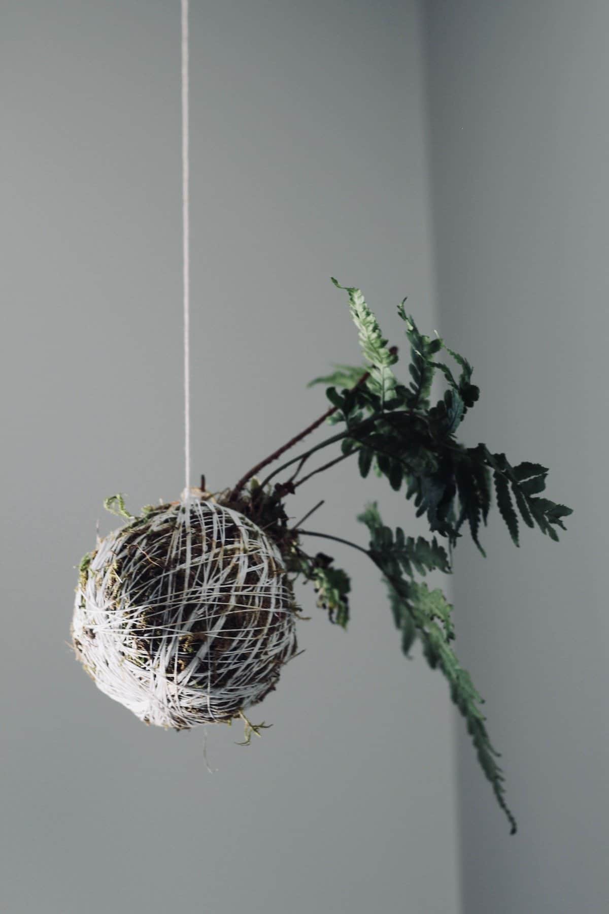 Green fern planted in moss ball hanging from white string against a white background