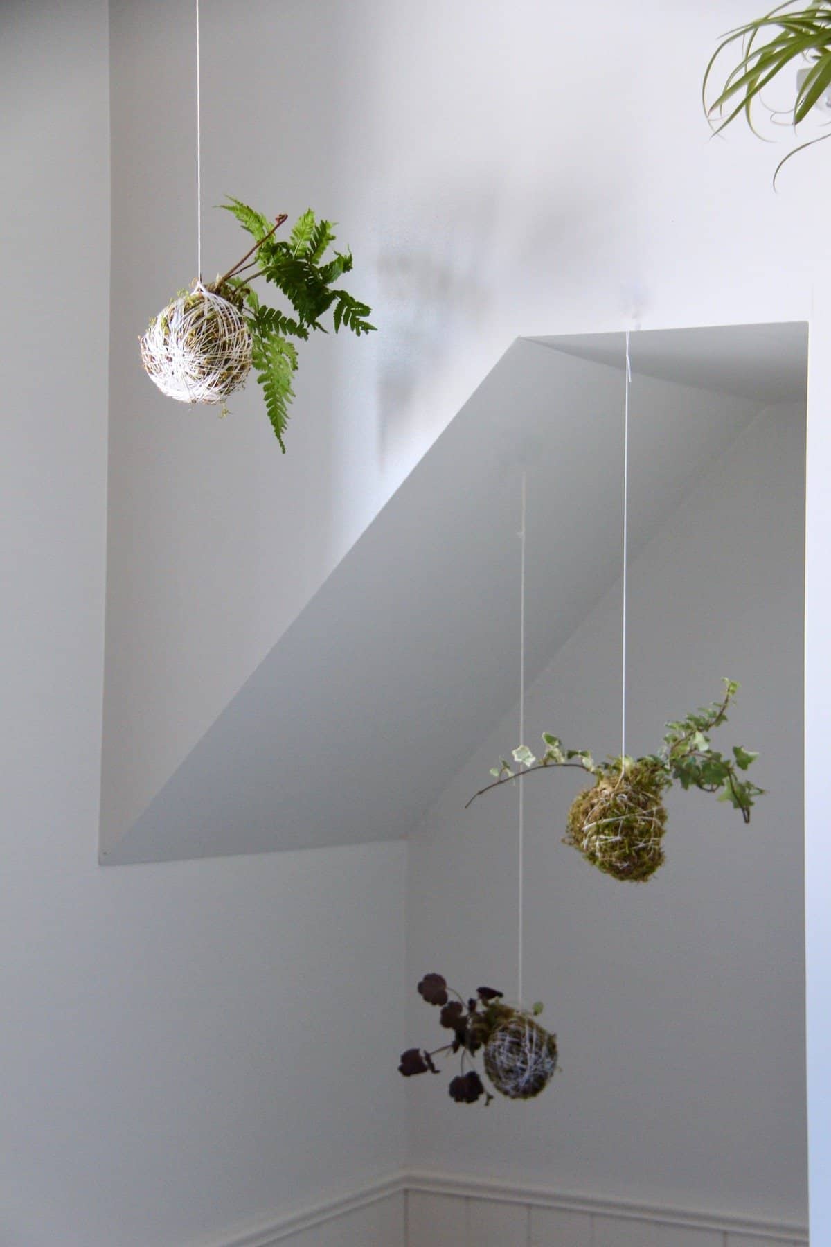 Three hanging moss ball string garden kokedama against a white wall with an alcove