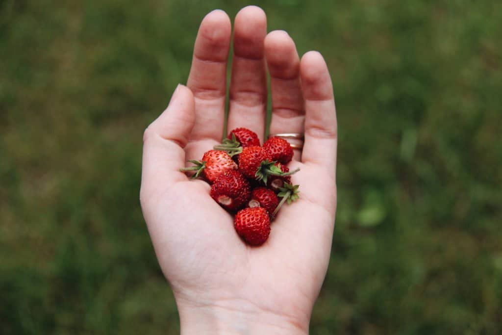 Alpine Strawberries | Home for the Harvest Gardening Blog
