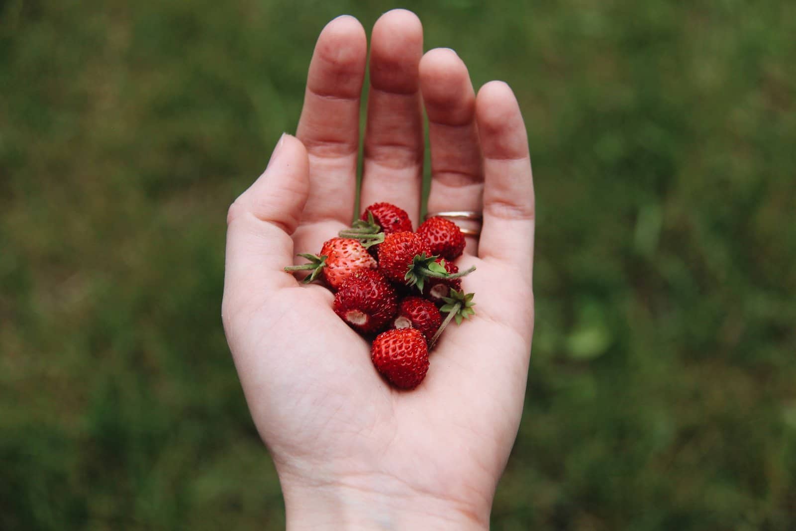 Alpine strawberries held in a hand