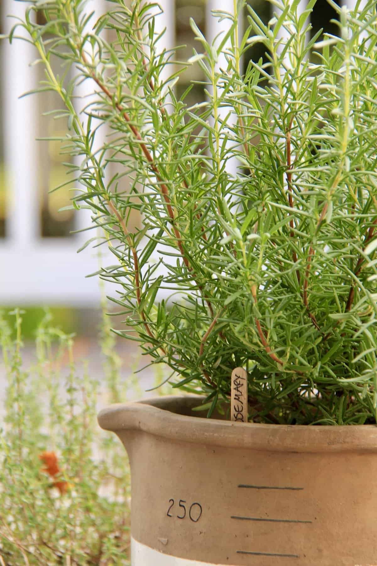 5 best edible plants for a balcony garden | home for the harvest
