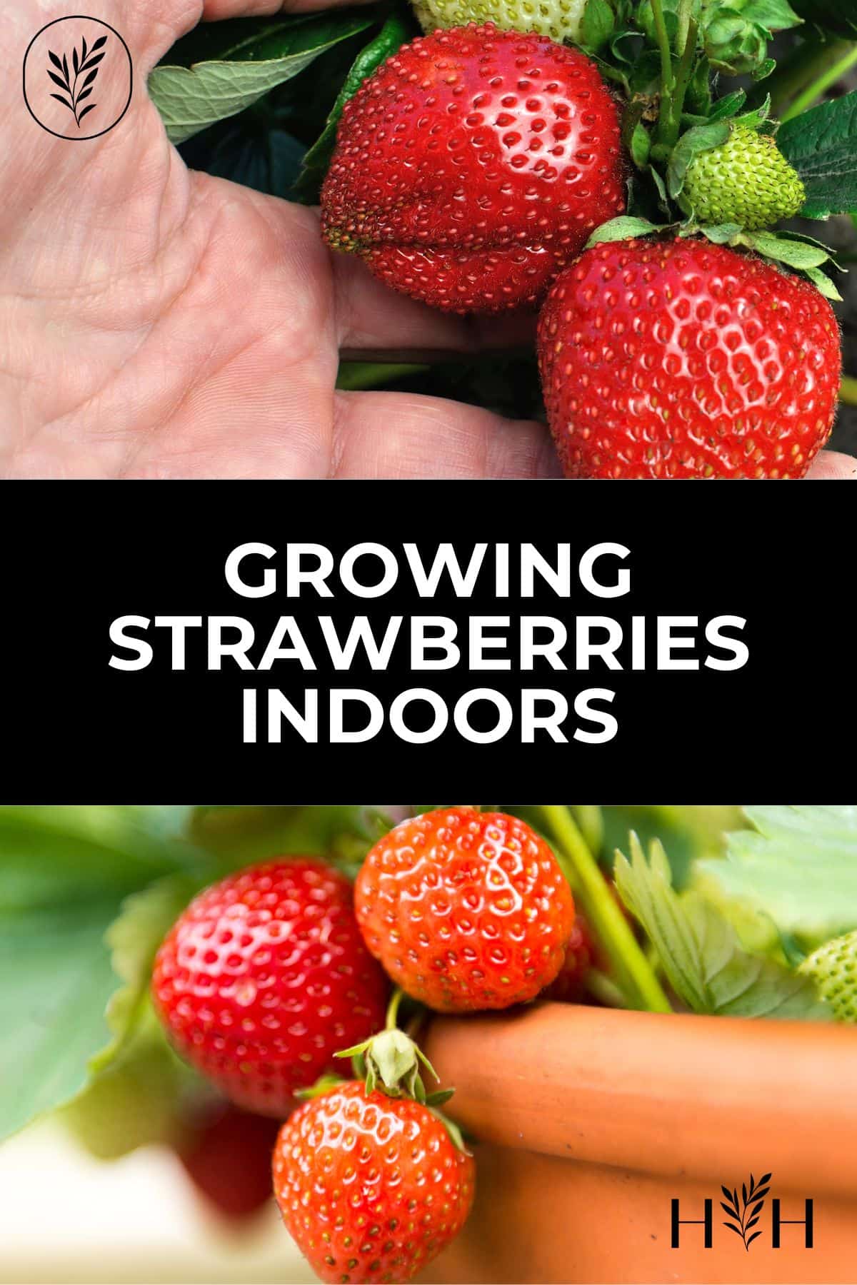 Growing strawberries indoors - pinterest via @home4theharvest