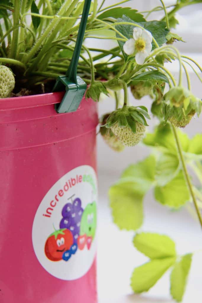 How to Grow Strawberries Indoors