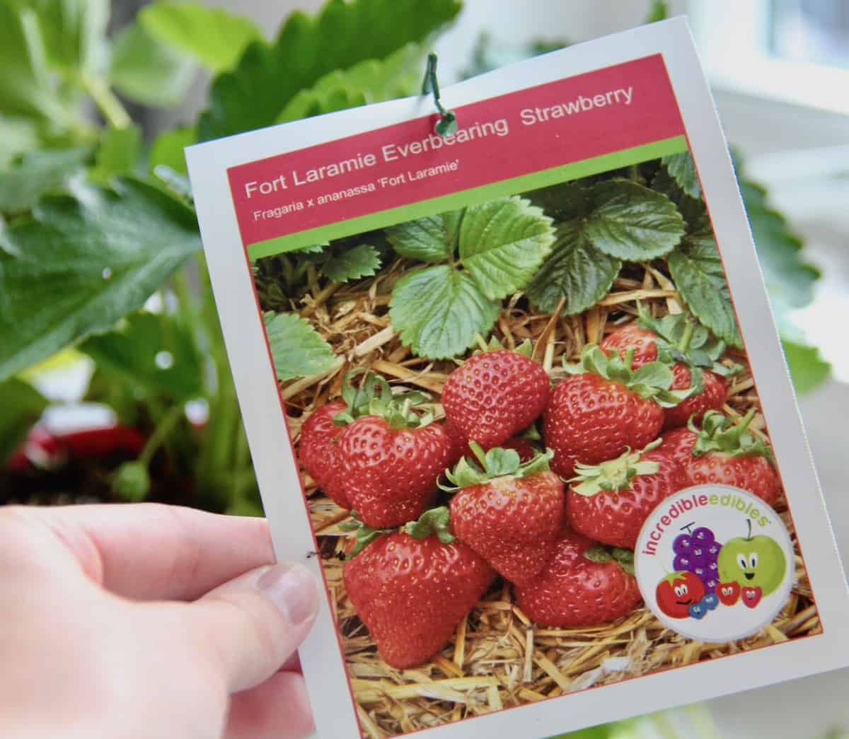 Tag for fort laramie strawberry plant
