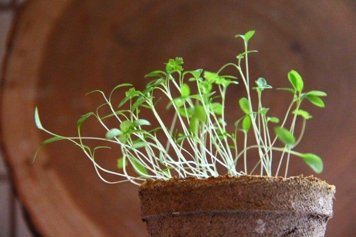 Grow microgreens - home for the harvest gardening blog