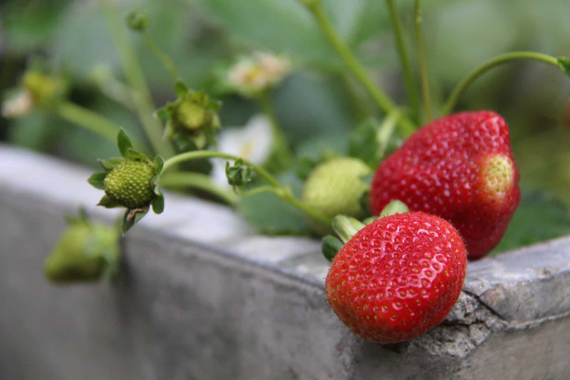 Tristar strawberries growing in concrete planter