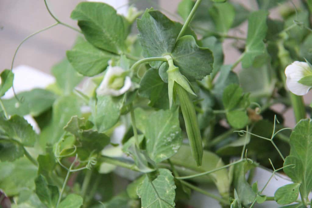 Snap Peas growing on white trellis