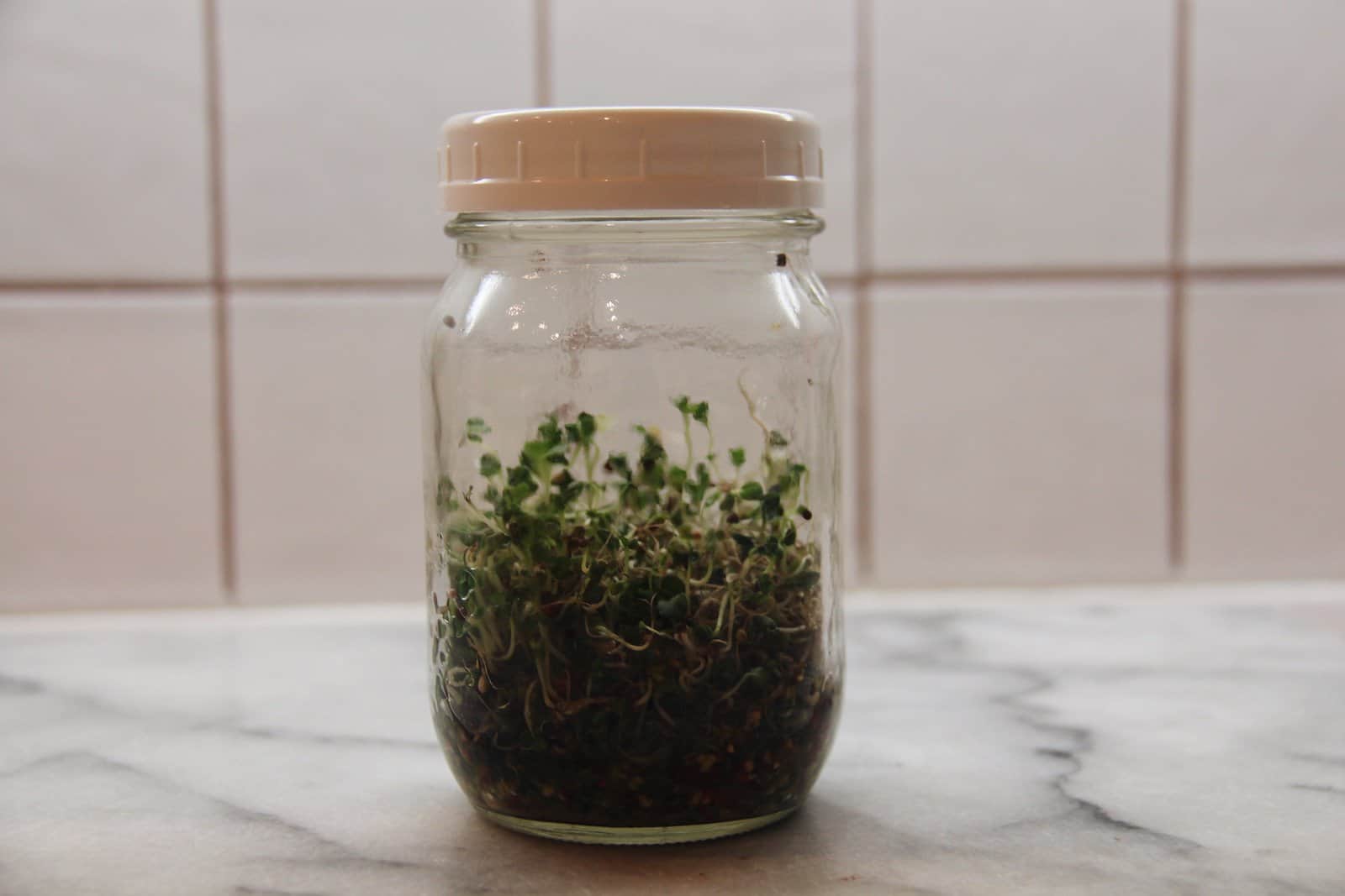Mason jar with broccoli sprouts growing in it