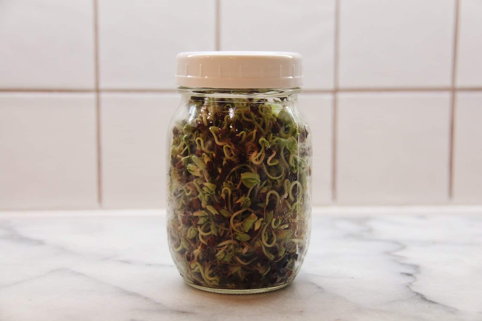 Buckwheat sprouts growing in a mason jar on a kitchen countertop