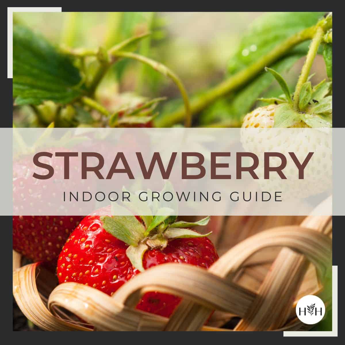 Strawberry indoor growing guide - square size via @home4theharvest