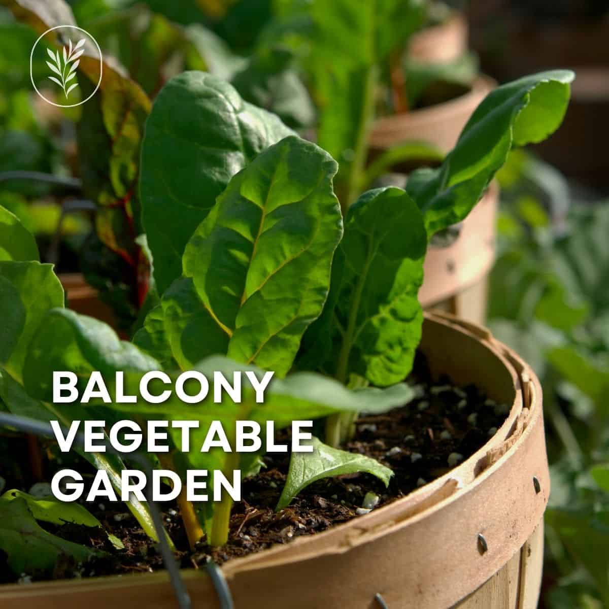 Your outdoor space can be the perfect place for a balcony vegetable garden! Via @home4theharvest