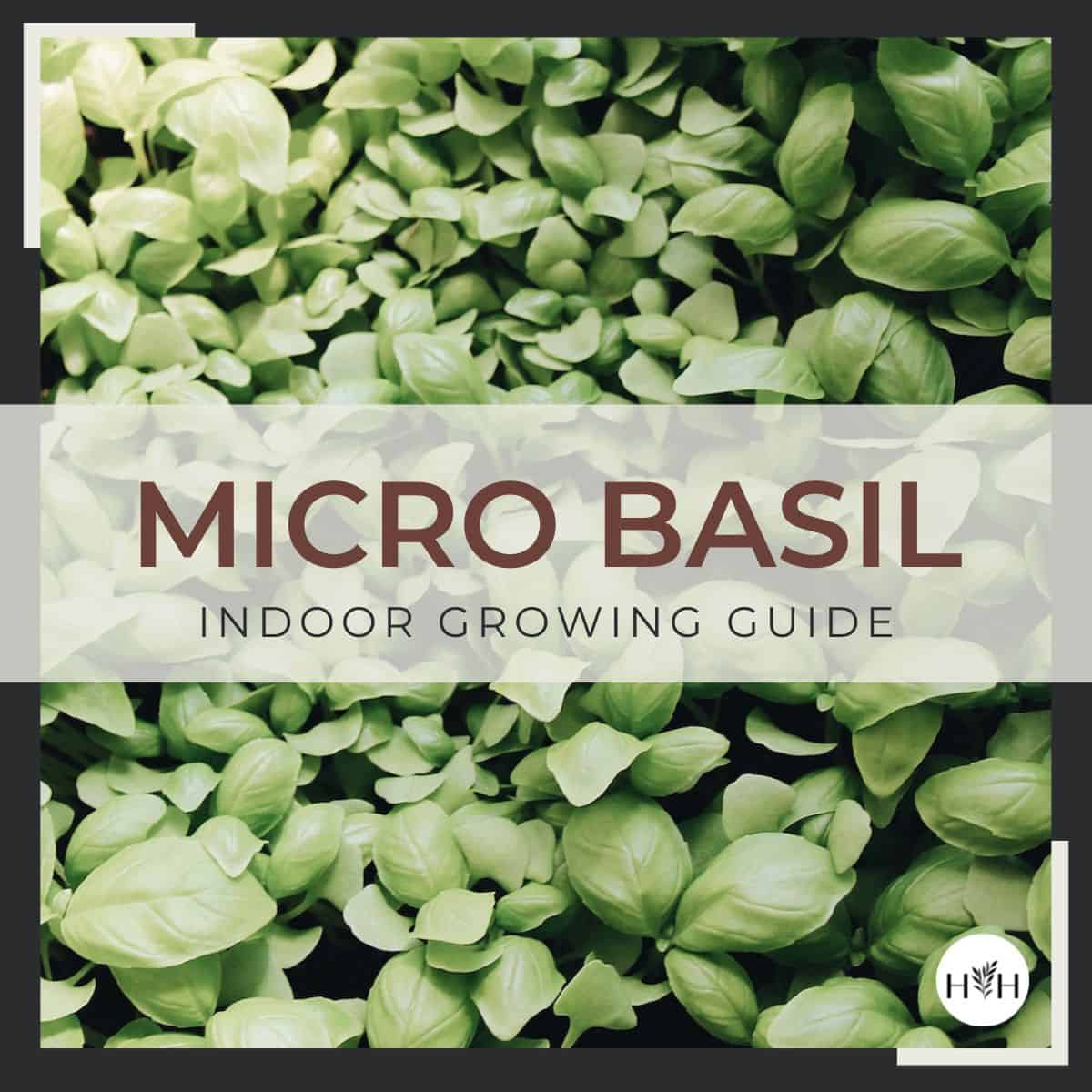Growing basil microgreens - square via @home4theharvest