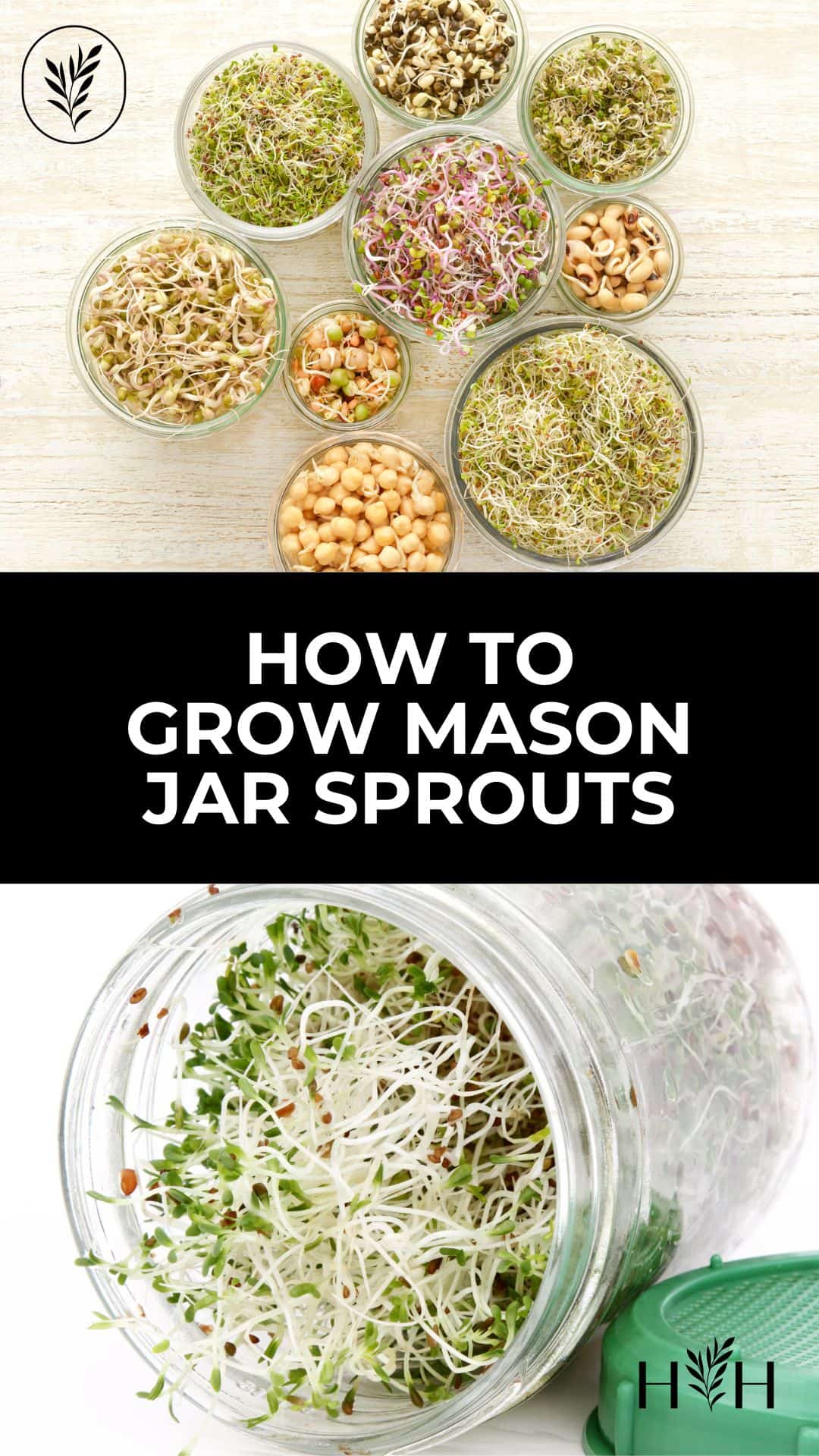 Growing sprouts in a mason jar via @home4theharvest