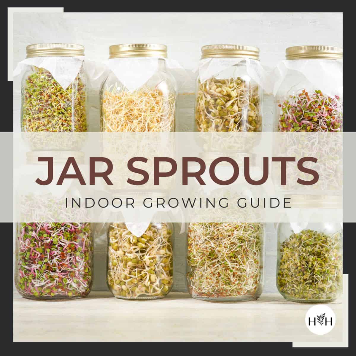Jar sprouts - indoor growing guide via @home4theharvest