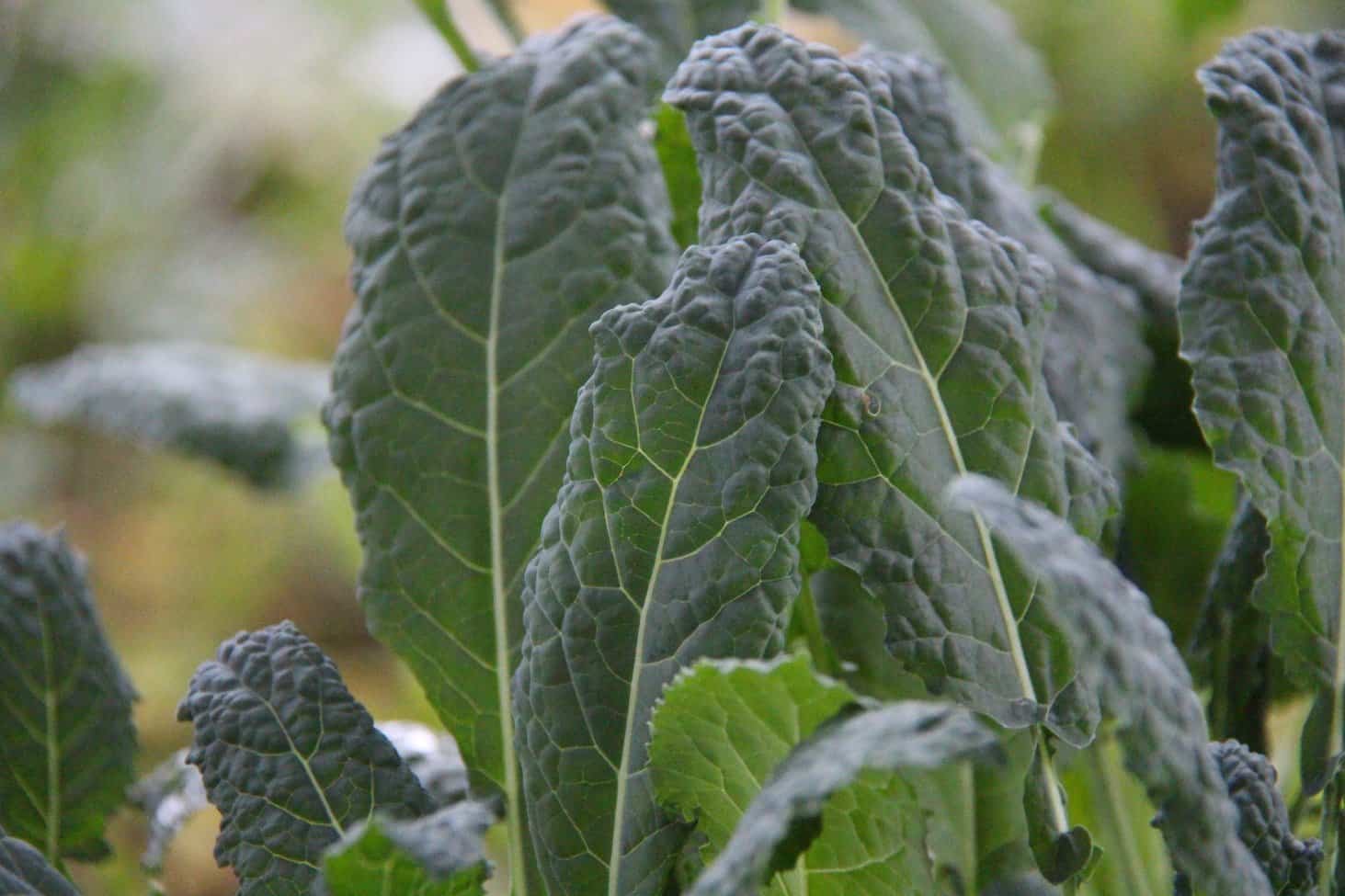 Kale growing on the balcony garden | home for the harvest