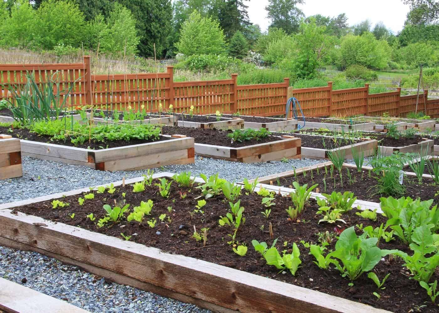 Potager Garden with Raised Beds on Slope