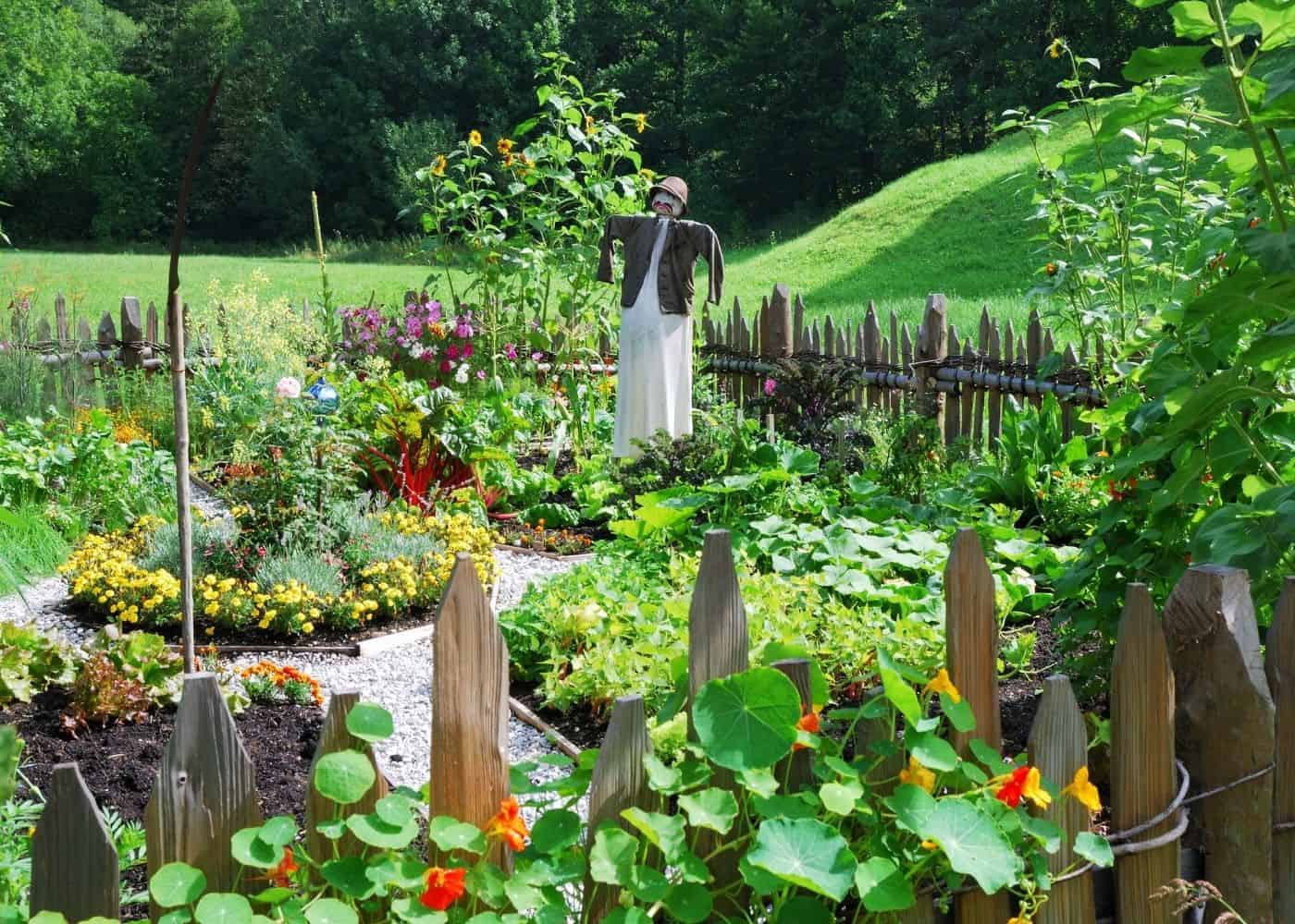 Potager Garden with Scarecrow
