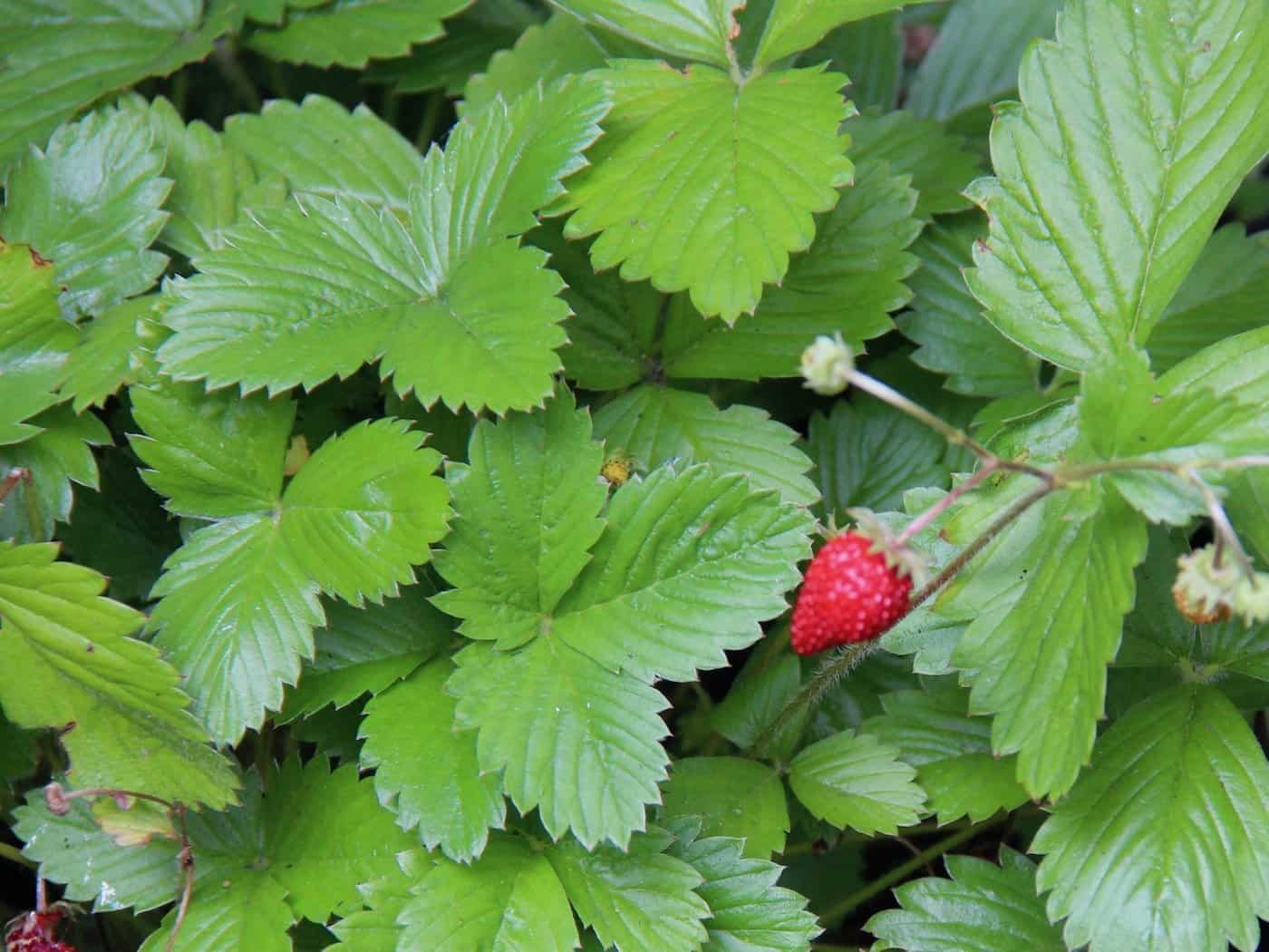 Fragaria vesca - foliage and fruit as ground cover
