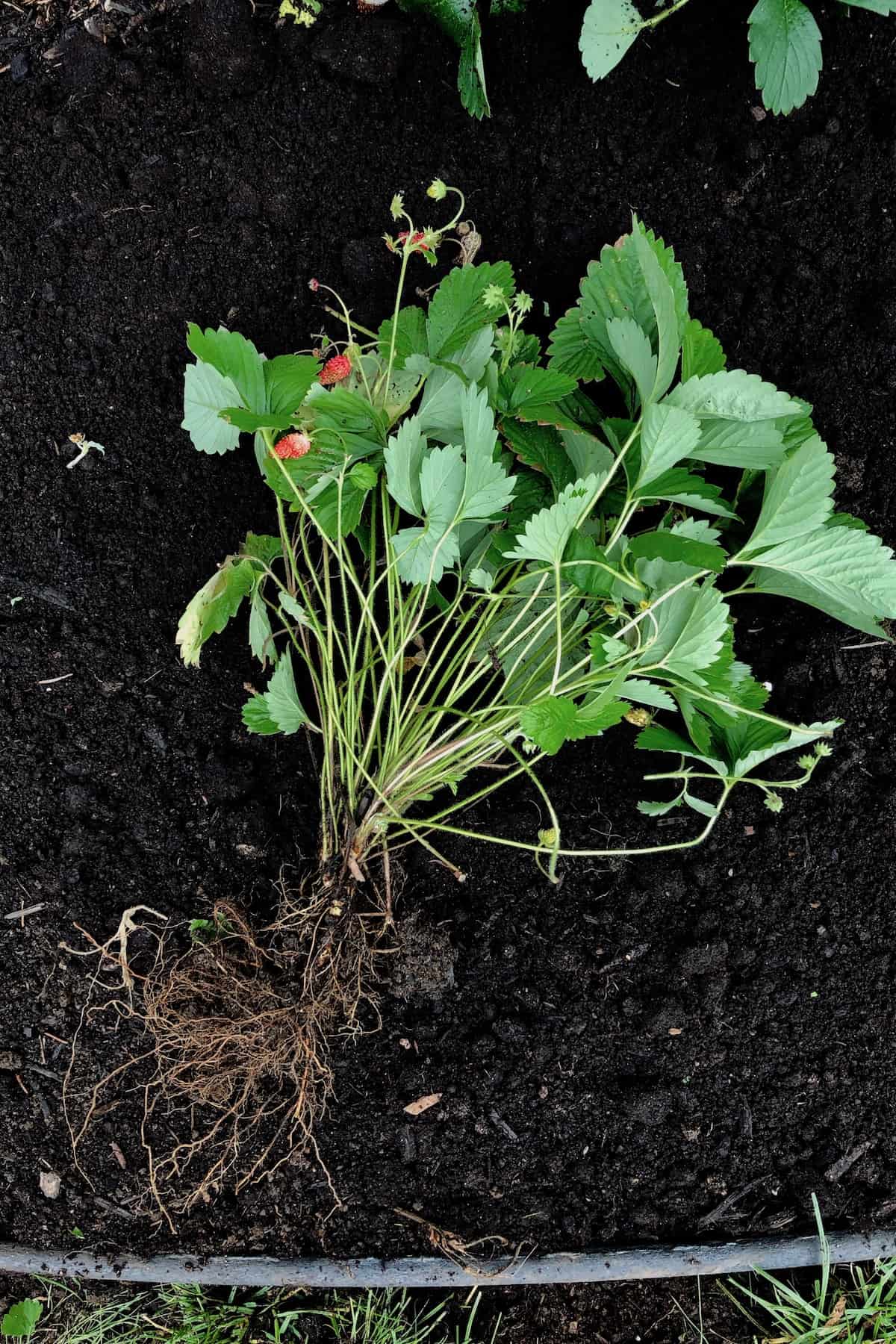 Alpine strawberry plant - shows leaves, berries, crown, roots