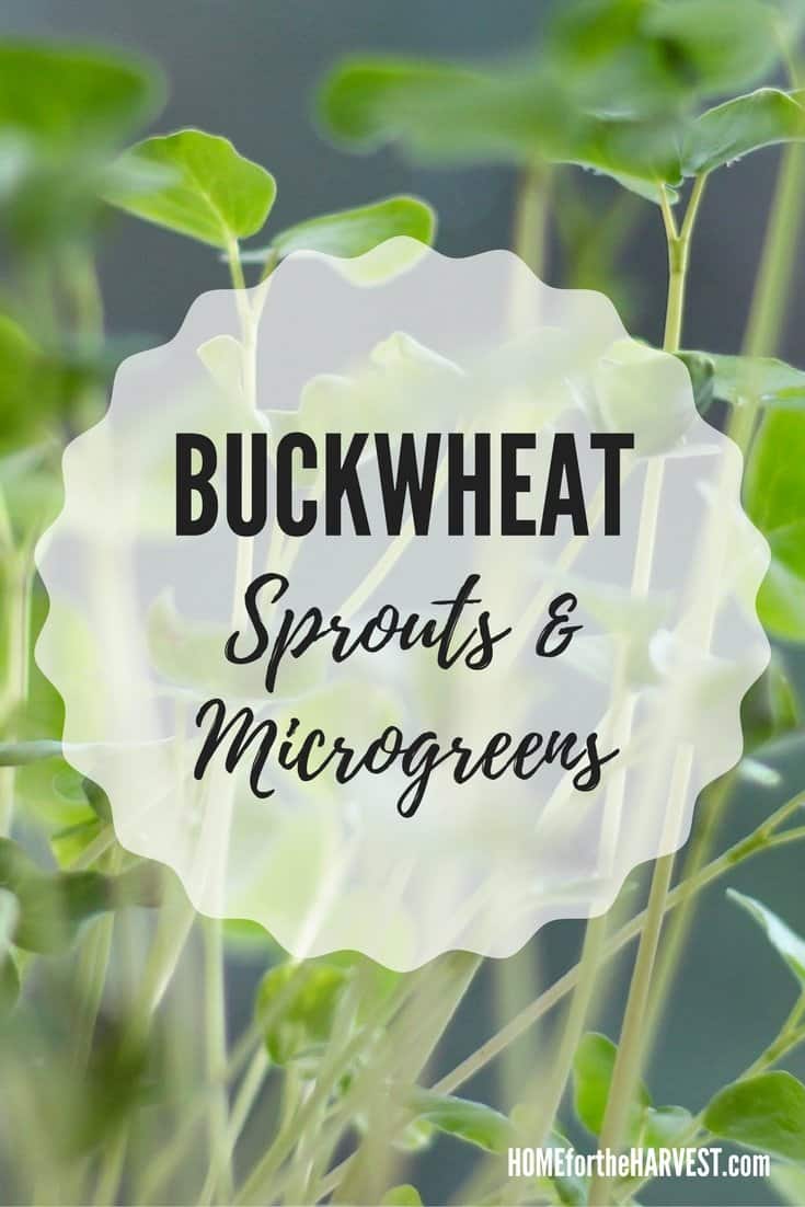 Buckwheat sprouts are very affordable and easy to grow. You can also grow wonderful, crisp microgreens for your salads, sandwiches, and garnishes! Via @home4theharvest