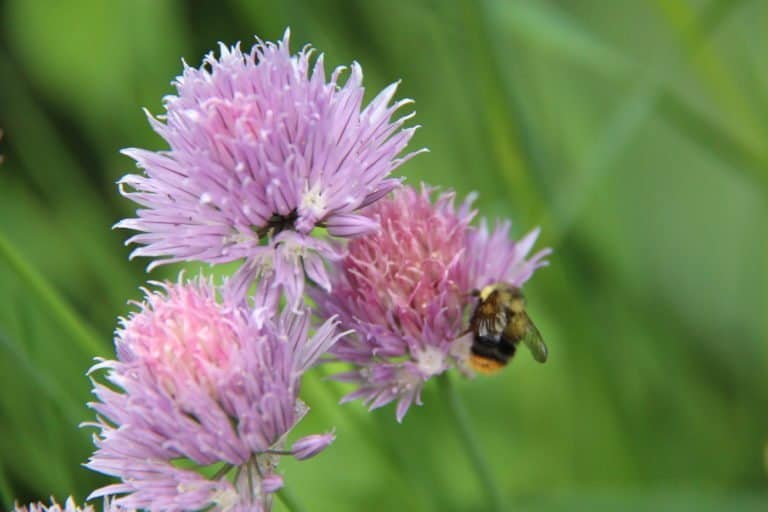 Chive flowers for experts article