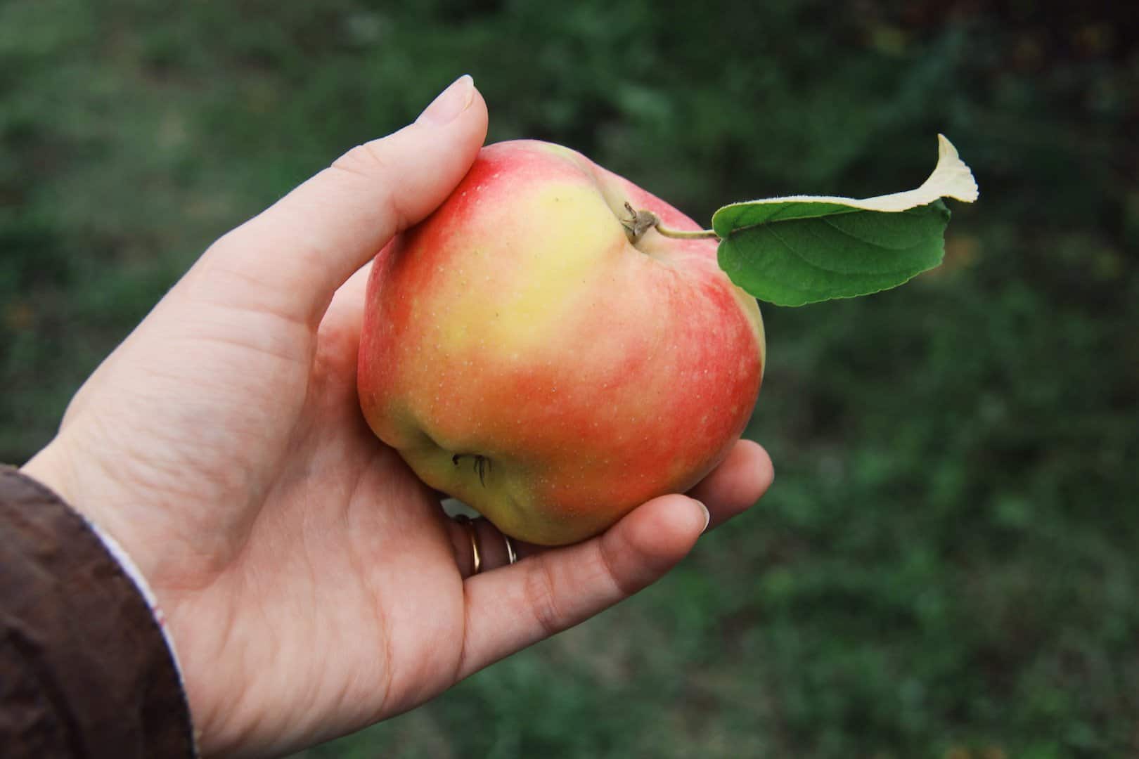 Apple picking during autumn harvest season