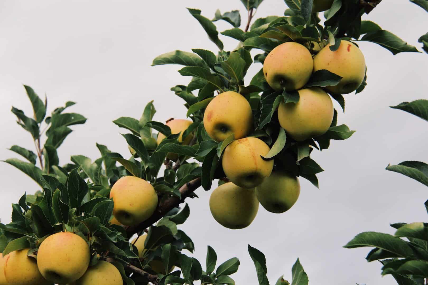 Fresh apples growing on an apple tree
