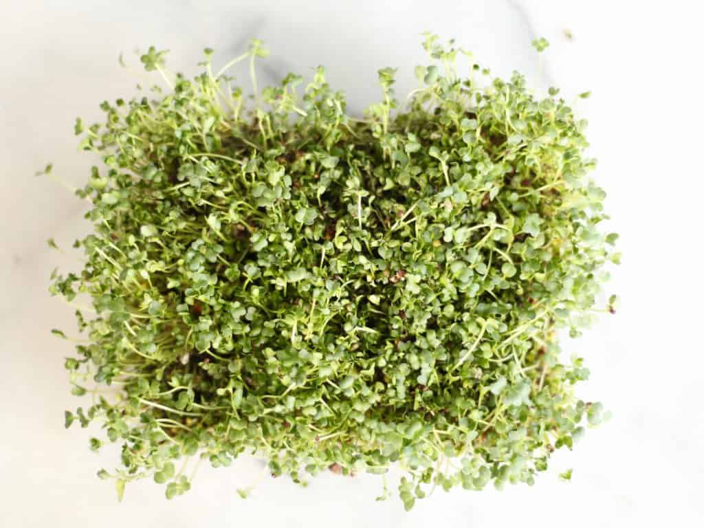 Learn to garden by growing microgreens | home for the harvest