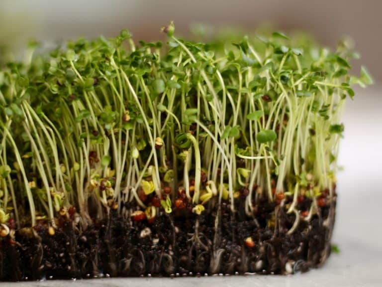 The best soil for microgreens