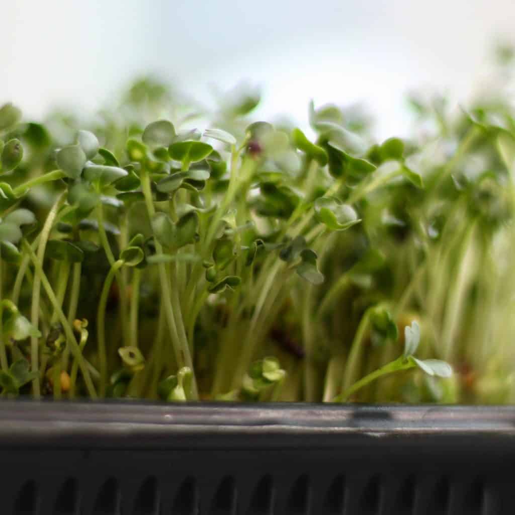 Growing microgreens to start gardening | home for the harvest