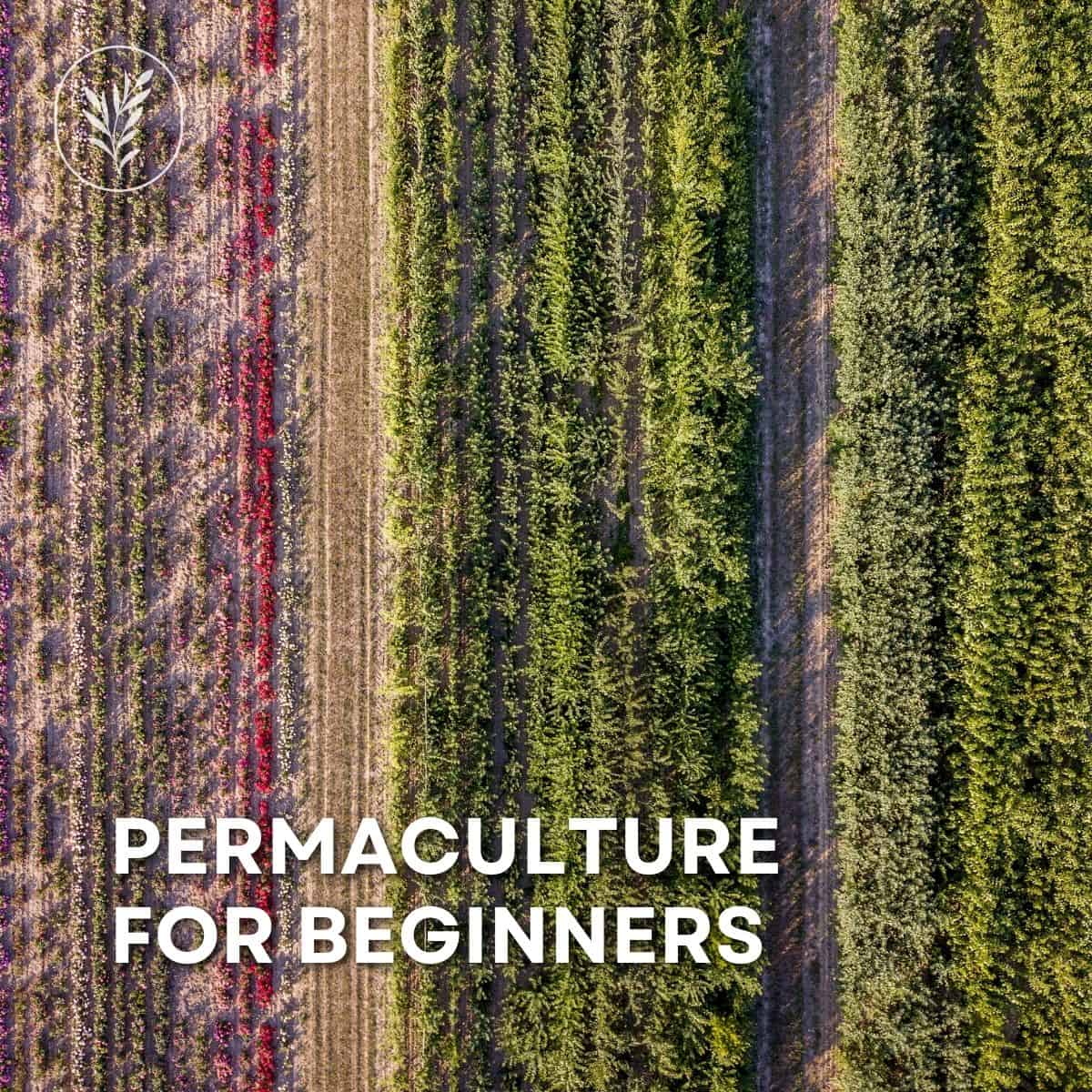 Permaculture for beginners via @home4theharvest