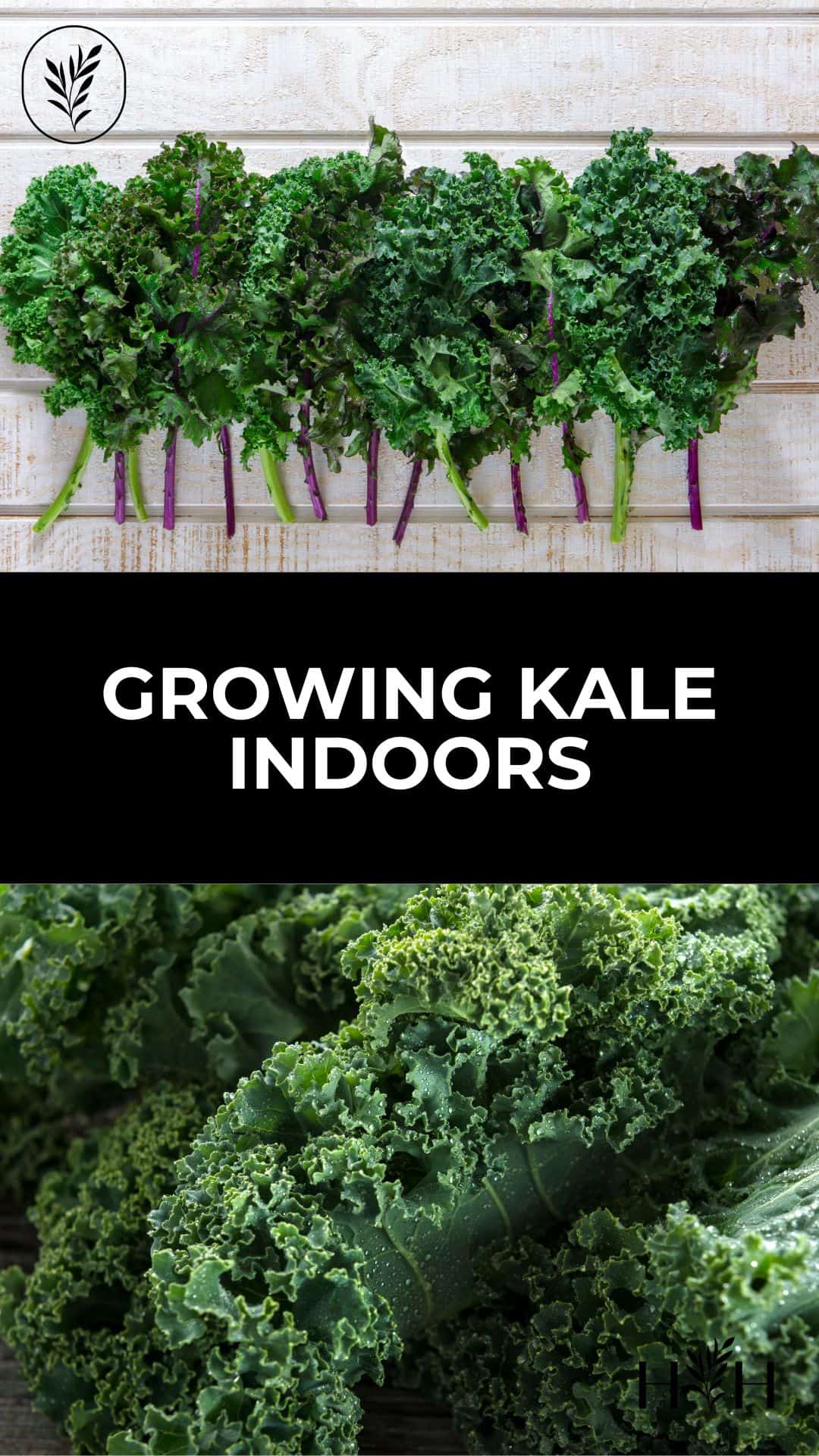 Growing kale indoors is totally possible and can be totally easy. You just have to make sure the baby kale plants get what they need. Luckily kale is one of the easiest vegetables to grow at home! Via @home4theharvest