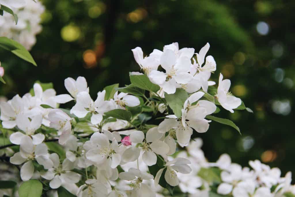 Crabapple Blossoms - Home for the Harvest Gardening Blog