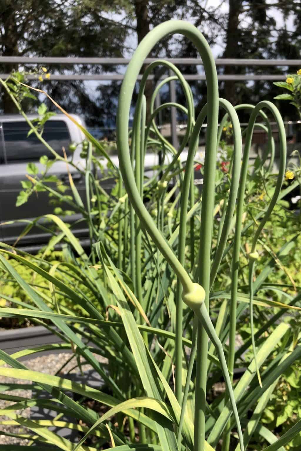 Harvesting garlic scapes for a flavorful culinary addition 🌱🍴 Uncover