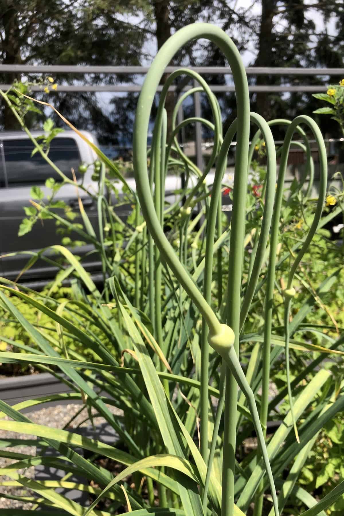 Garlic scapes growing in backyard raised bed garden