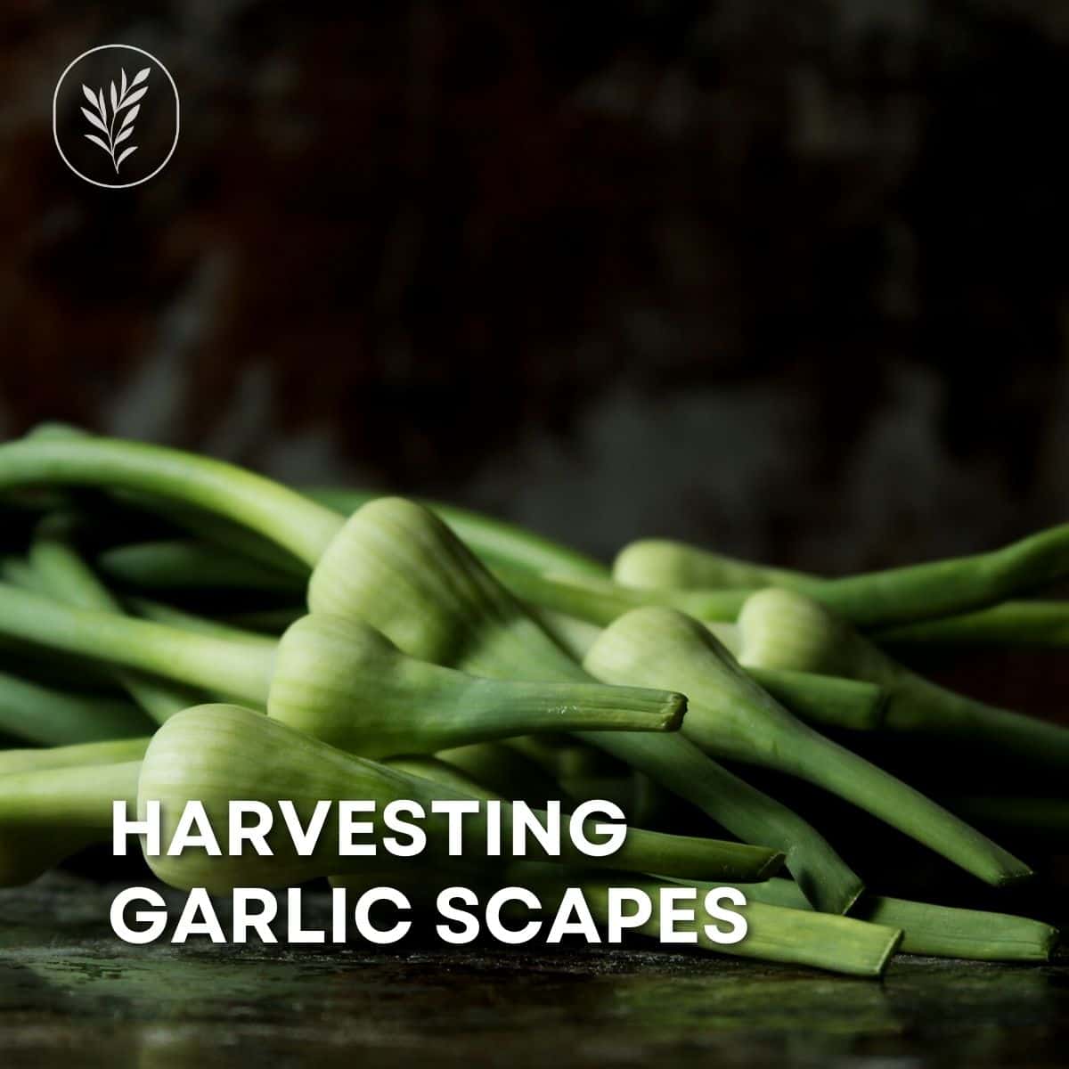 Harvesting garlic scapes is one of the annual garden milestones i most look forward to. Here's when and how to cut your garlic scapes for the healthiest plants (and most delicious scapes! ). Via @home4theharvest