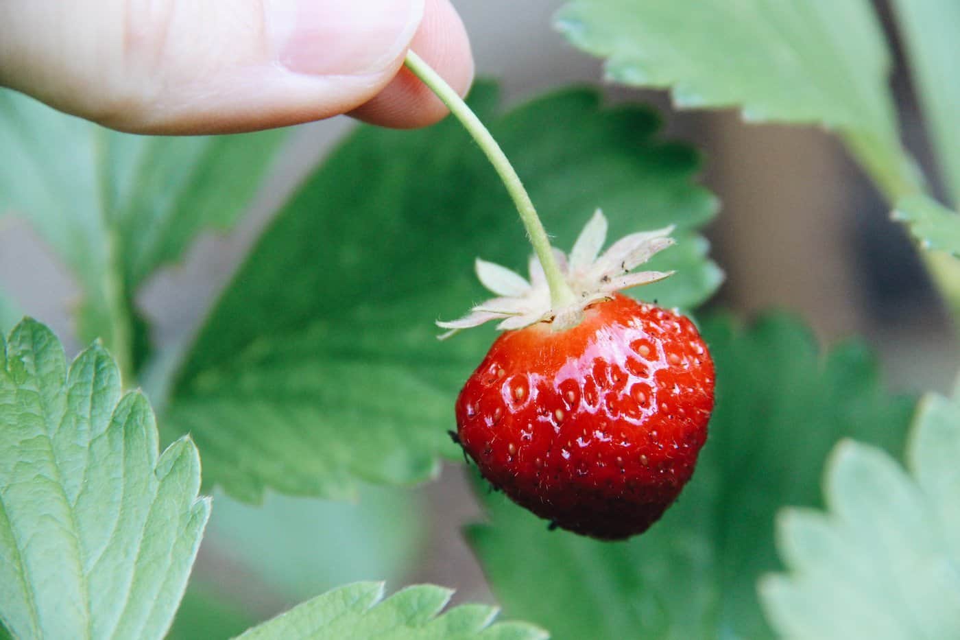 Hand holding strawberry